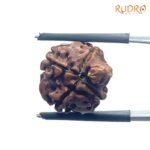 Ganesha Rudraksha - (16.22 MM) - (Rudrapuja)