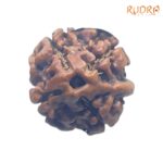 Ganesha Rudraksha - (16.22 MM) - (Rudrapuja)