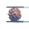 Ganesha Rudraksha - (16.22 MM) - (Rudrapuja)