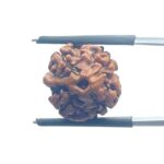 Ganesha Rudraksha - (16.22 MM) - (Rudrapuja)