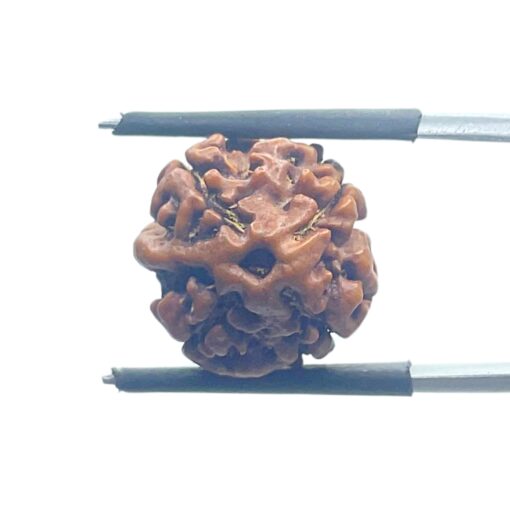 Ganesha Rudraksha - (16.22 MM) - (Rudrapuja)