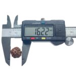 Ganesha Rudraksha - (16.22 MM) - (Rudrapuja)