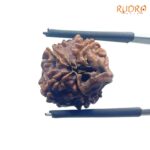 Ganesha Rudraksha - (16.28 MM) - (Rudrapuja)