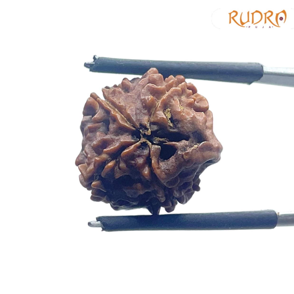 Ganesha Rudraksha - (16.28 MM) - (Rudrapuja)