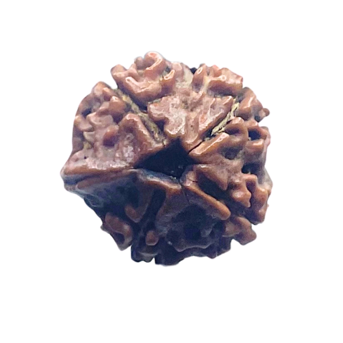 Ganesha Rudraksha - (16.28 MM) - (Rudrapuja)