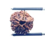Ganesha Rudraksha - (16.28 MM) - (Rudrapuja)