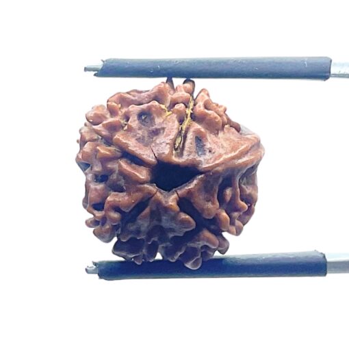 Ganesha Rudraksha - (16.28 MM) - (Rudrapuja)