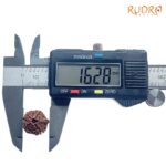Ganesha Rudraksha - (16.28 MM) - (Rudrapuja)