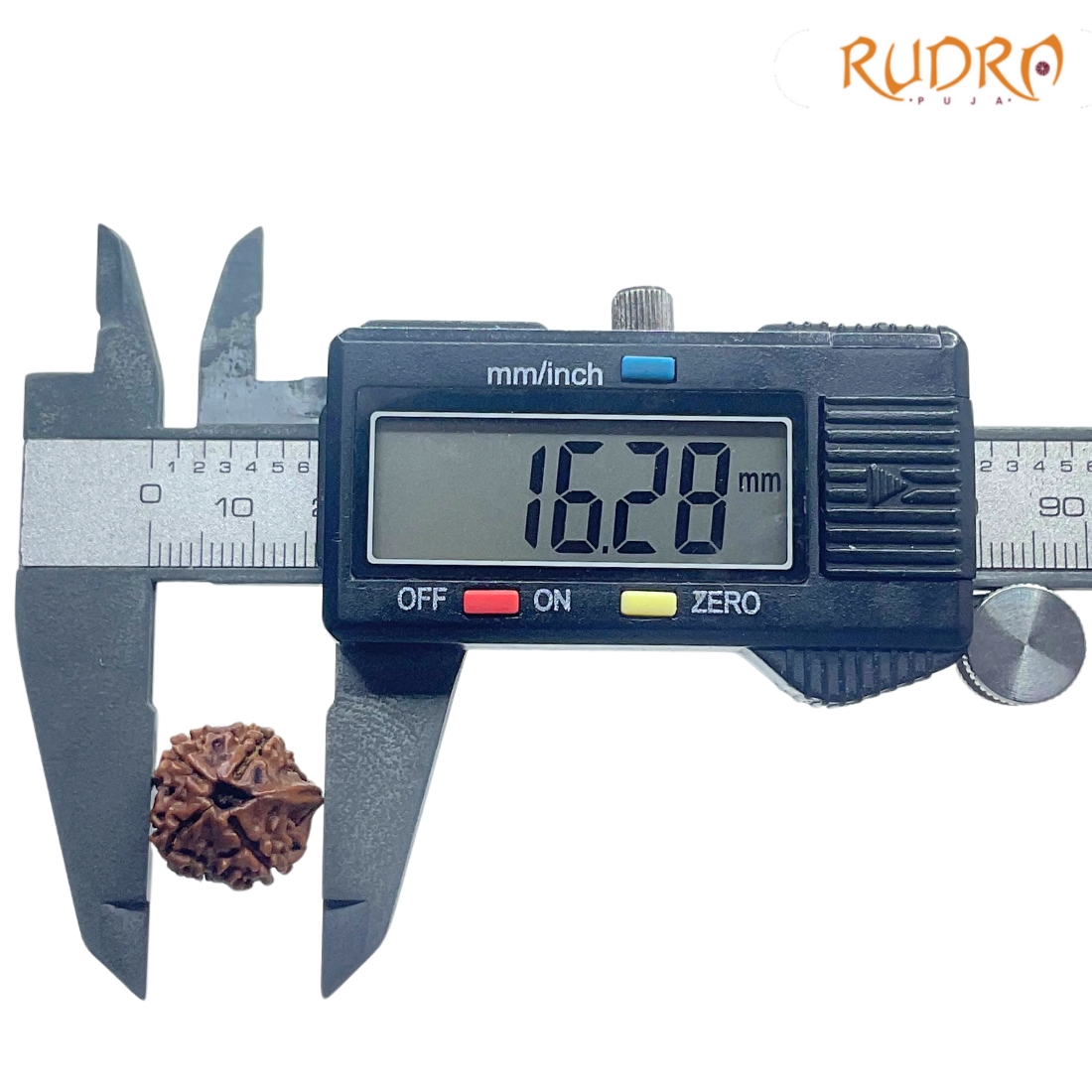 Ganesha Rudraksha - (16.28 MM) - (Rudrapuja)