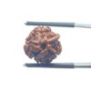 Ganesha Rudraksha - (16.65 MM)