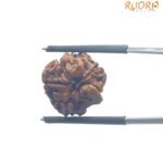 Ganesha Rudraksha - (16.65 MM)