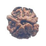 Ganesha Rudraksha - (16.65 MM)