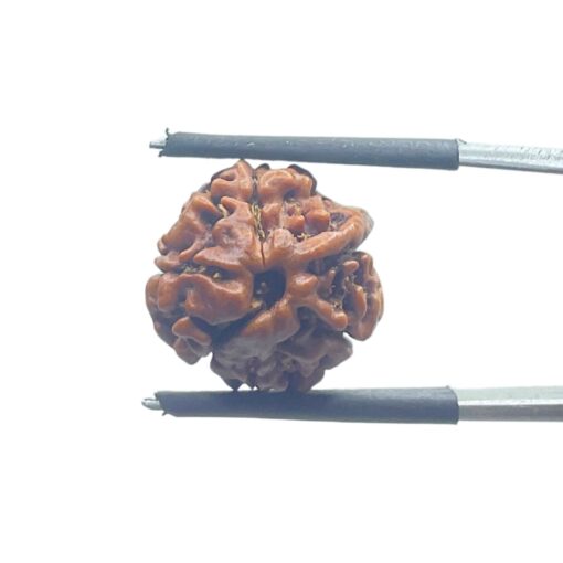 Ganesha Rudraksha - (16.65 MM)