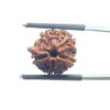 Ganesha Rudraksha - (16.74 MM)