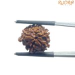 Ganesha Rudraksha - (16.74 MM)