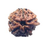 Ganesha Rudraksha - (16.74 MM)
