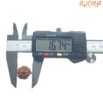 Ganesha Rudraksha - (16.74 MM)