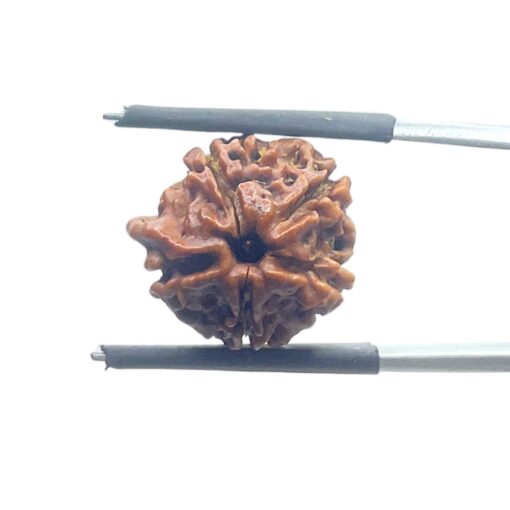 Ganesha Rudraksha - (16.74 MM)