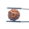 Ganesha Rudraksha - (16.77 MM)
