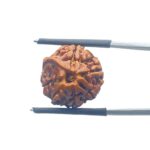 Ganesha Rudraksha - (16.77 MM)