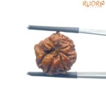 Ganesha Rudraksha - (16.77 MM)
