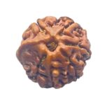 Ganesha Rudraksha - (16.77 MM)