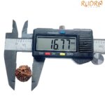Ganesha Rudraksha - (16.77 MM)