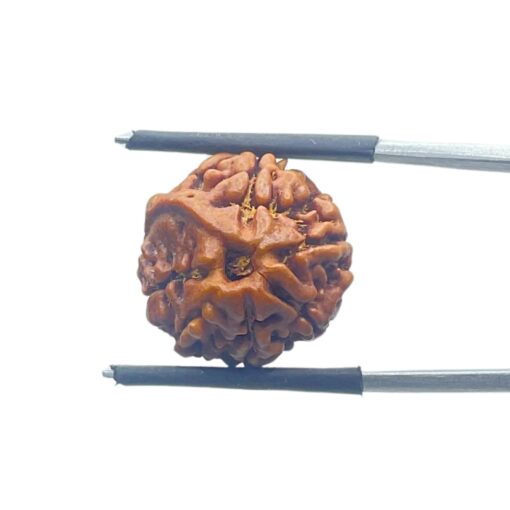 Ganesha Rudraksha - (16.77 MM)