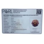 Ganesha Rudraksha - (16.77 MM) - (Rudrapuja)