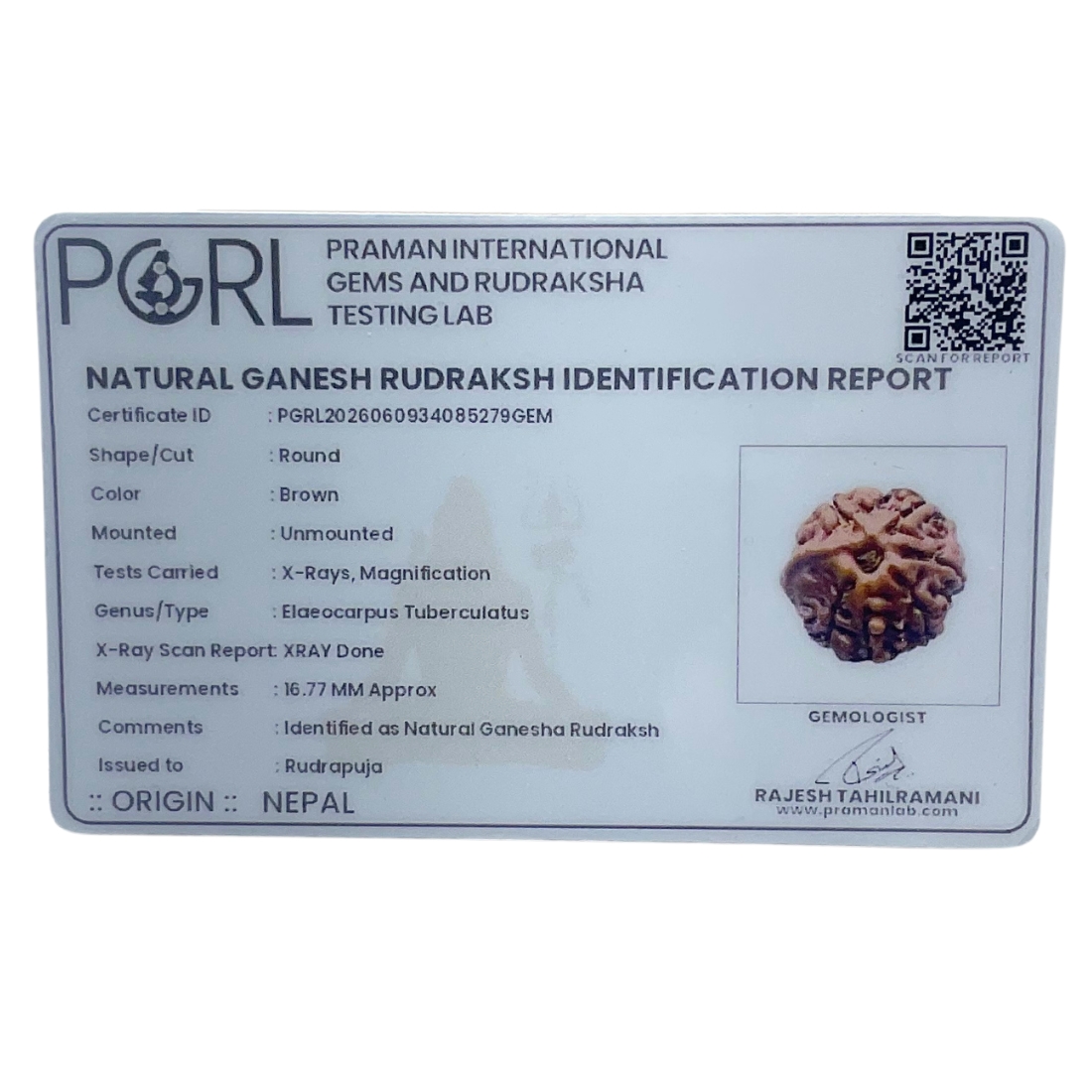 Ganesha Rudraksha - (16.77 MM) - (Rudrapuja)