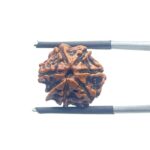 Ganesha Rudraksha - (16.78 MM)