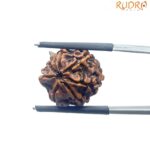 Ganesha Rudraksha - (16.78 MM)
