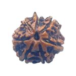 Ganesha Rudraksha - (16.78 MM)
