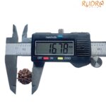 Ganesha Rudraksha - (16.78 MM)