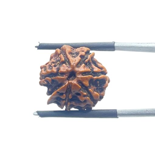 Ganesha Rudraksha - (16.78 MM)