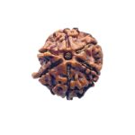 Ganesha Rudraksha - (16.82 MM) - (Rudrapuja)