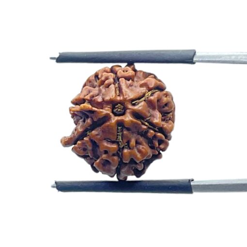 Ganesha Rudraksha - (16.82 MM) - (Rudrapuja)