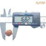 Ganesha Rudraksha - (16.82 MM) - (Rudrapuja)
