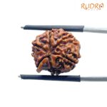 Ganesha Rudraksha - (16.82 MM) - (Rudrapuja)