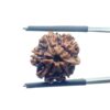 Ganesha Rudraksha - (16.95 MM)