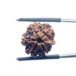 Ganesha Rudraksha - (16.95 MM)