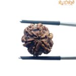 Ganesha Rudraksha - (16.95 MM)