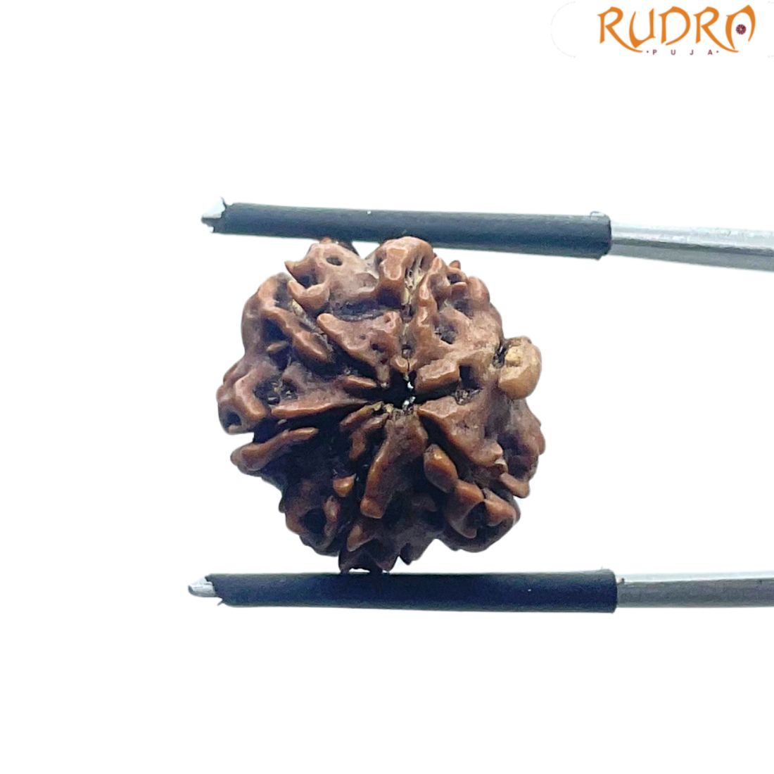 Ganesha Rudraksha - (16.95 MM)