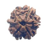 Ganesha Rudraksha - (16.95 MM)