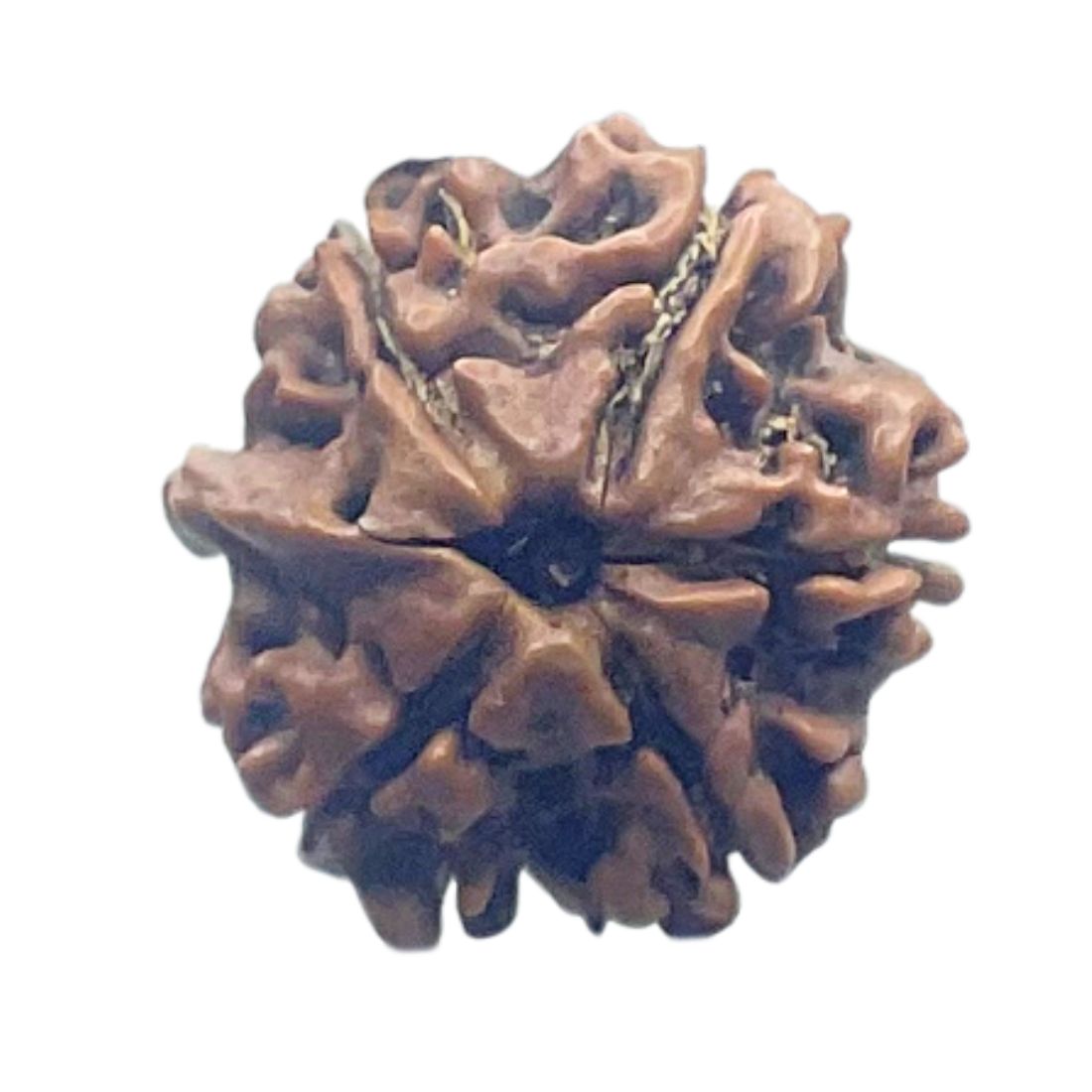 Ganesha Rudraksha - (16.95 MM)