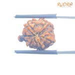 Ganesha Rudraksha - (17.25 MM) - (Rudrapuja)