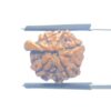Ganesha Rudraksha - (17.25 MM) - (Rudrapuja)