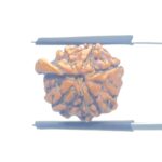 Ganesha Rudraksha - (17.25 MM) - (Rudrapuja)