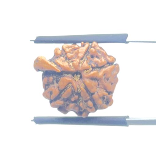 Ganesha Rudraksha - (17.25 MM) - (Rudrapuja)