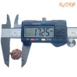Ganesha Rudraksha - (17.25 MM) - (Rudrapuja)